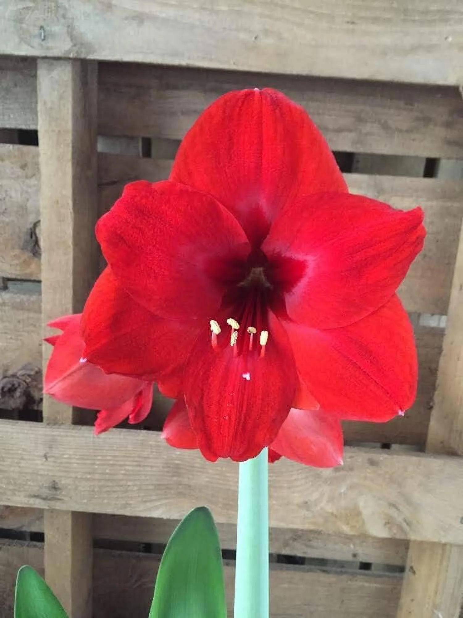 Red Lion Amaryllis Kit - Great Gift - Large Bulb, Pot and Potting Medium