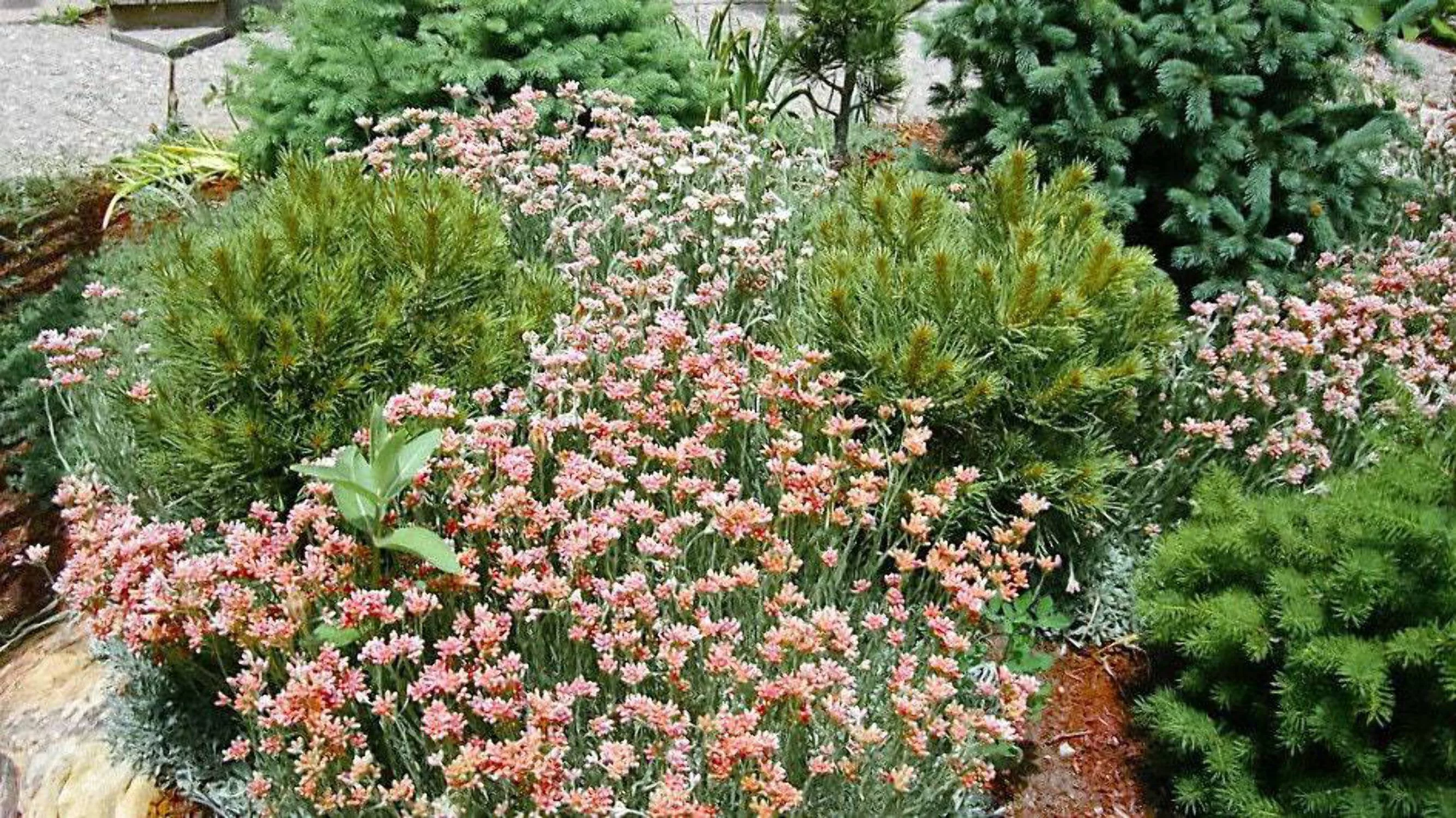 20 RED PUSSYTOES Pink RedTinted Antennaria Dioica Rubra Everlasting Flower Seeds