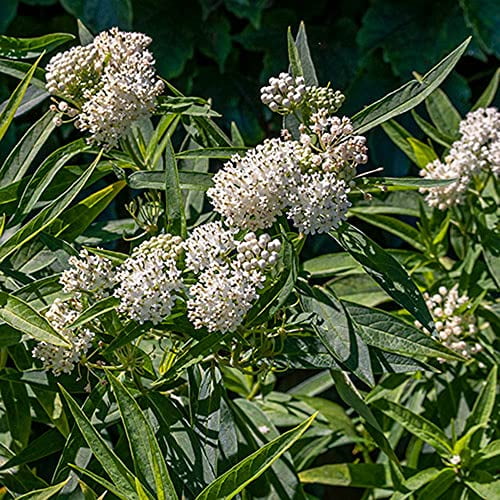 CHUXAY GARDEN White Swamp Milkweed-Asclepias Incarnata,Asclepias Perennis,Rose Milkweed,Swamp Silkweed 25 Seeds Butterflies Like It Herb Perennial Plant Unedible