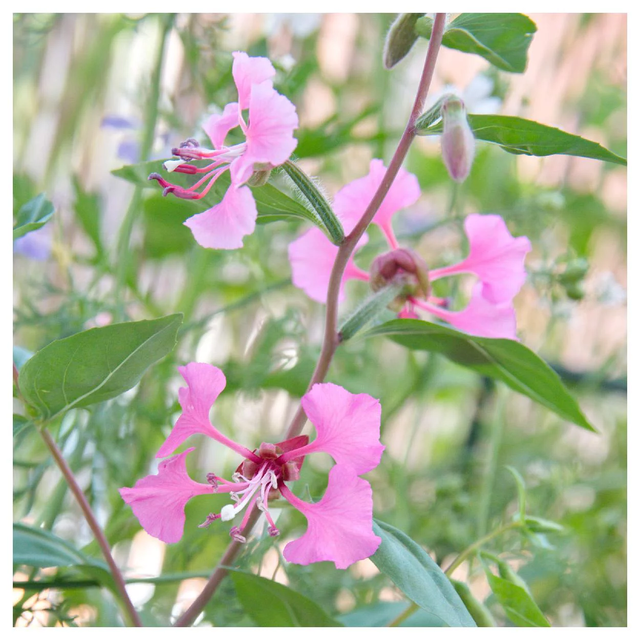 Everwilde Farms - 1 lb Elegant Clarkia Native Wildflower Seeds - Gold Vault Bulk Seed Packet