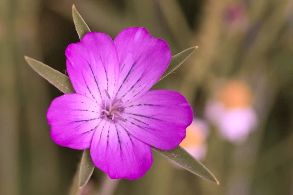 50+ AGROSTEMMA PURPLE QUEEN aka CORN COCKLE PERENNIAL HEIRLOOM FLOWER SEEDS