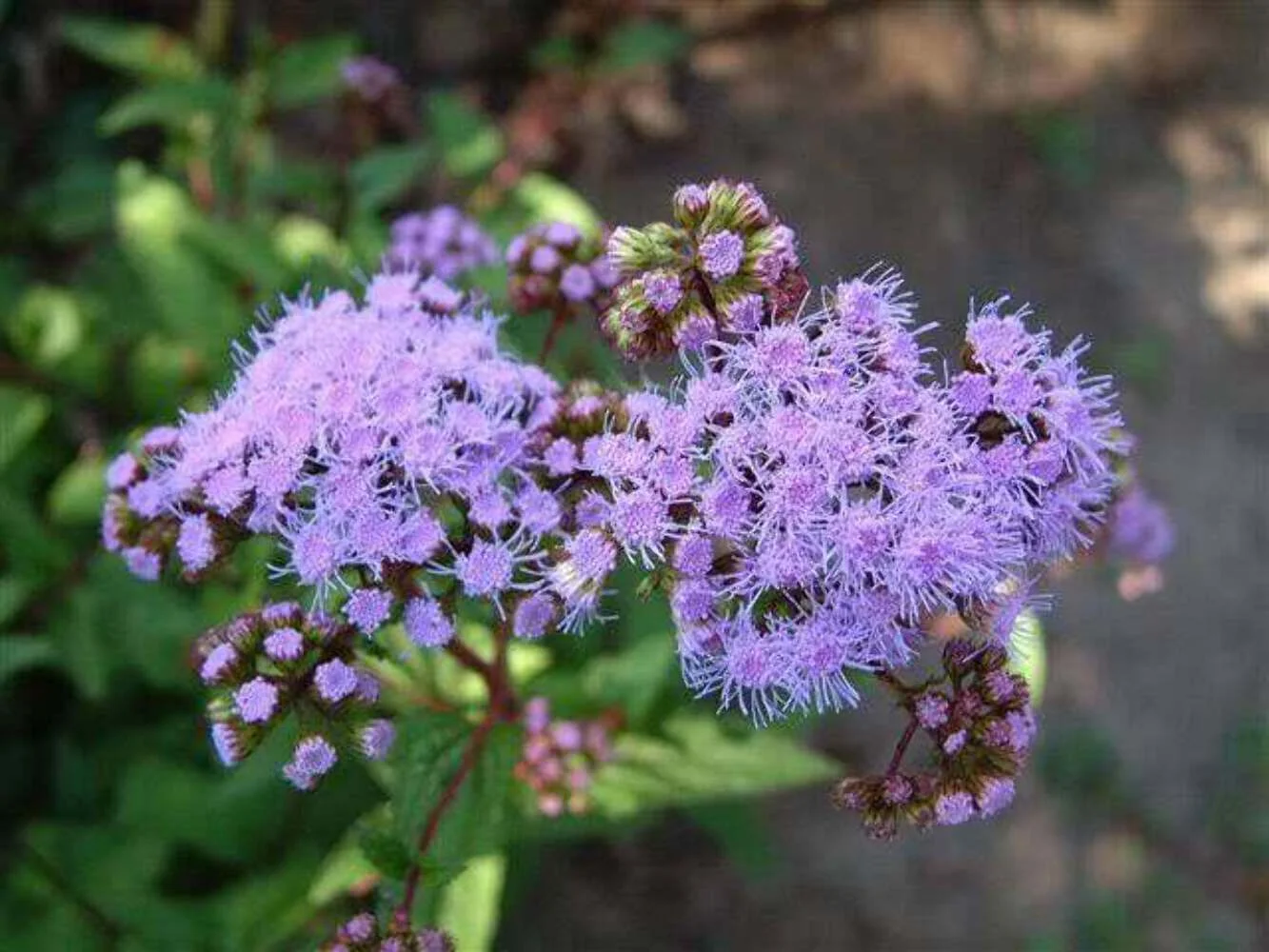 100 PURPLE MISTFLOWER Hardy Ageratum Eupatorium Coelestinum Blue Flower Seeds