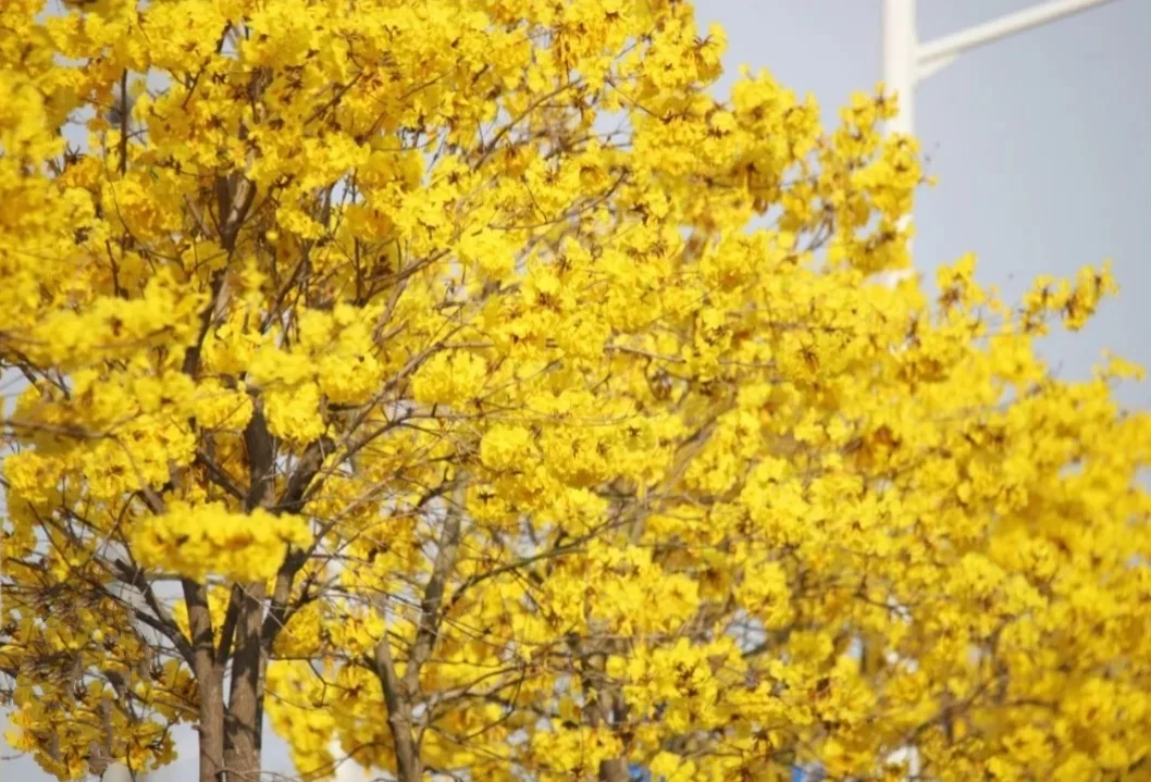 60 Seeds Golden Trumpet Handroanthus chrysotrichus Tabebuia Chrysantha Fresh 2024 Yellow