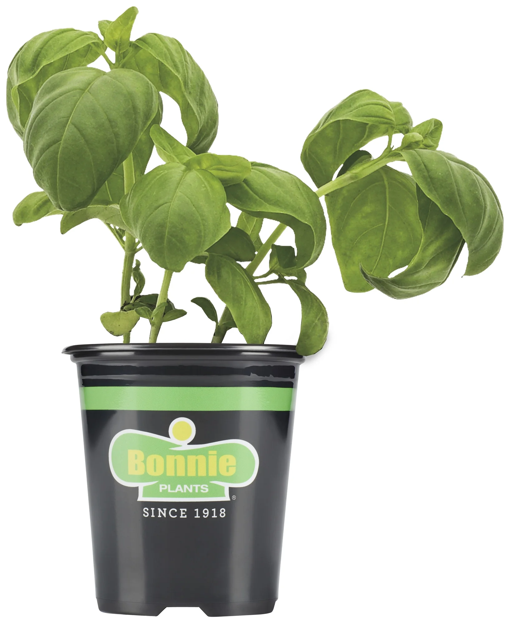 Bonnie Plants Sweet Basil (Organic) 4.5“