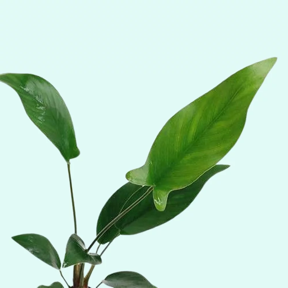 Anubias Hastifolia In 2