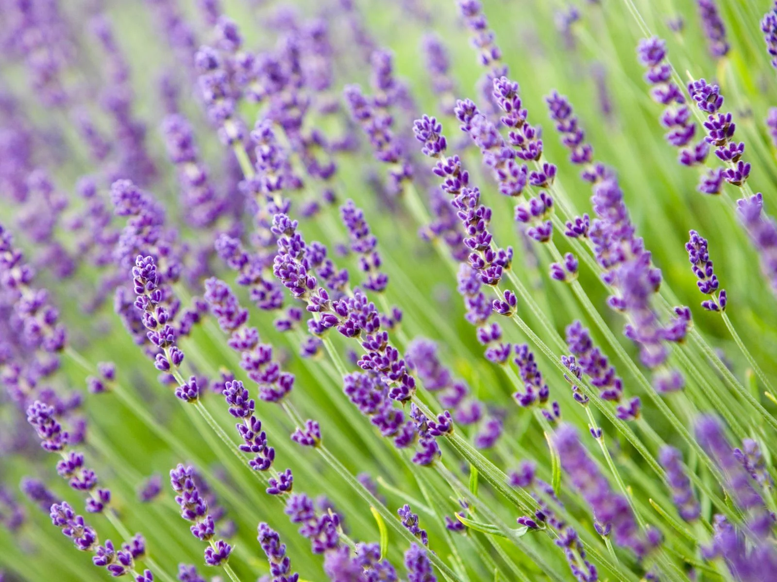 Lavender Seeds, Vera English, NON-GMO, Variety Sizes, FREE SHIPPING, 1/2 oz or 14k Seeds