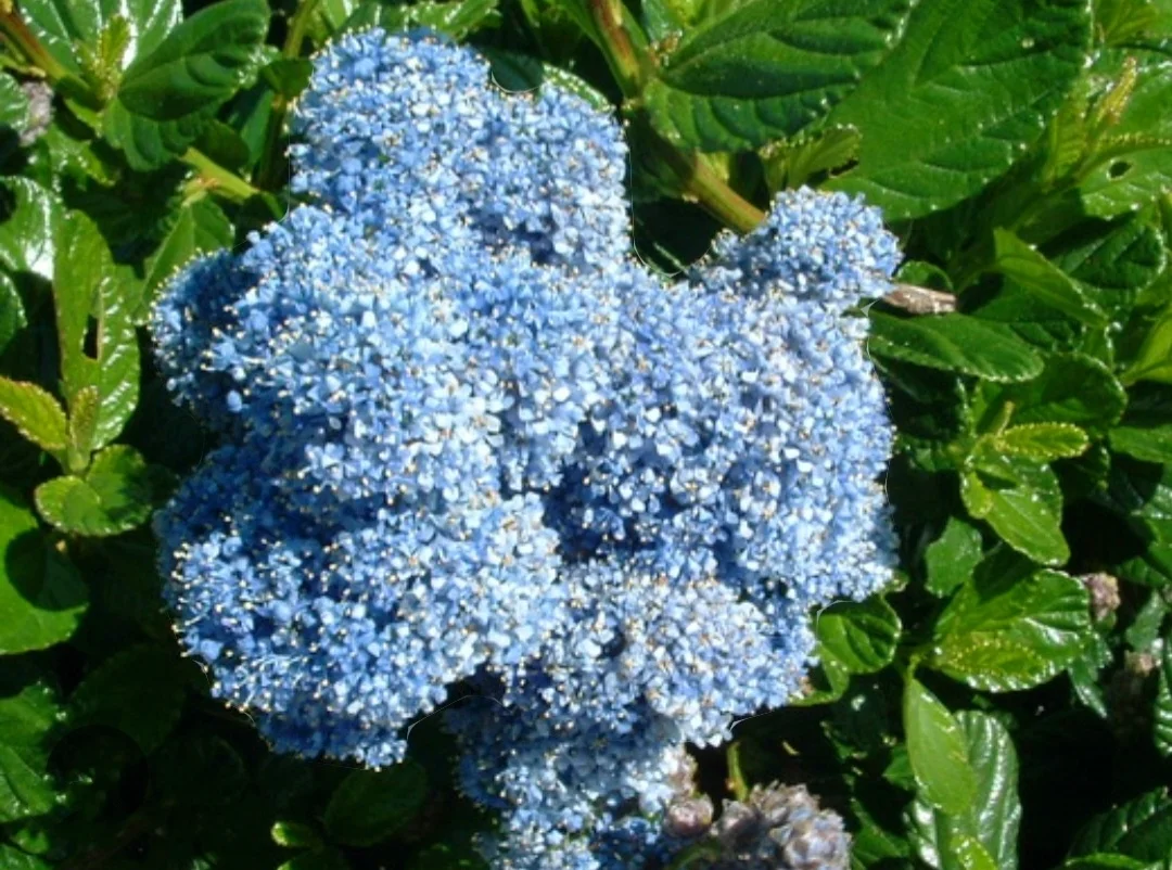 50 Blue Lilac Seeds Extremely Fragrant Syringa Vulgaris Tree Lilac LightBlue