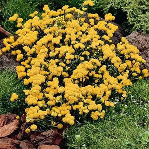 Outsidepride Ageratum Yellow Flower Seed - 10000 Seeds