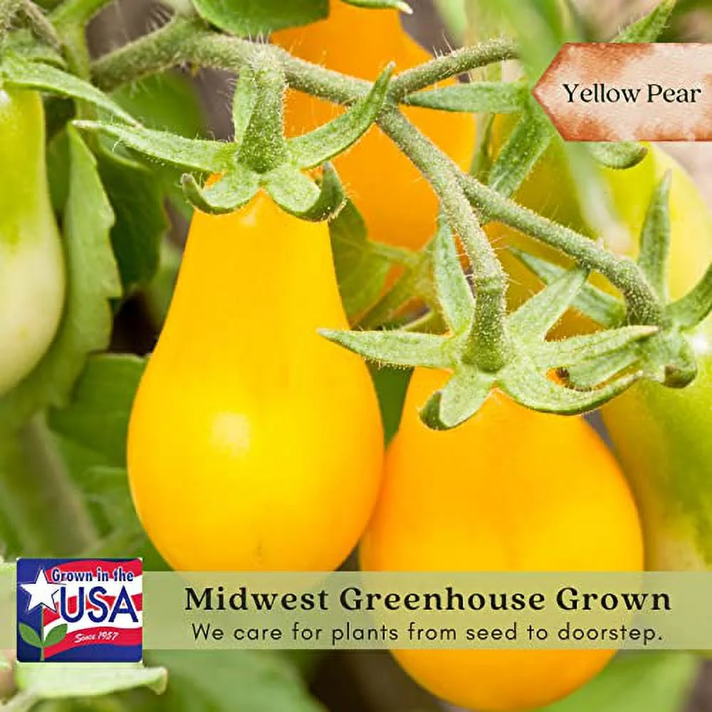 Clovers Yellow Pear Tomato Plants – Two (2) Live Plants – Non-GMO - Not Seeds - Each 4