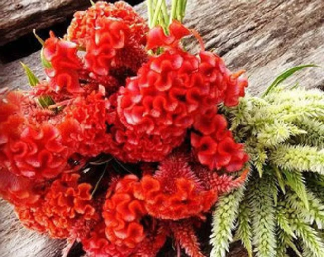 100 Seeds Orange Cockscomb Seeds G78.5 , Heirloom Non-Gmo Annual Unusual Blooms