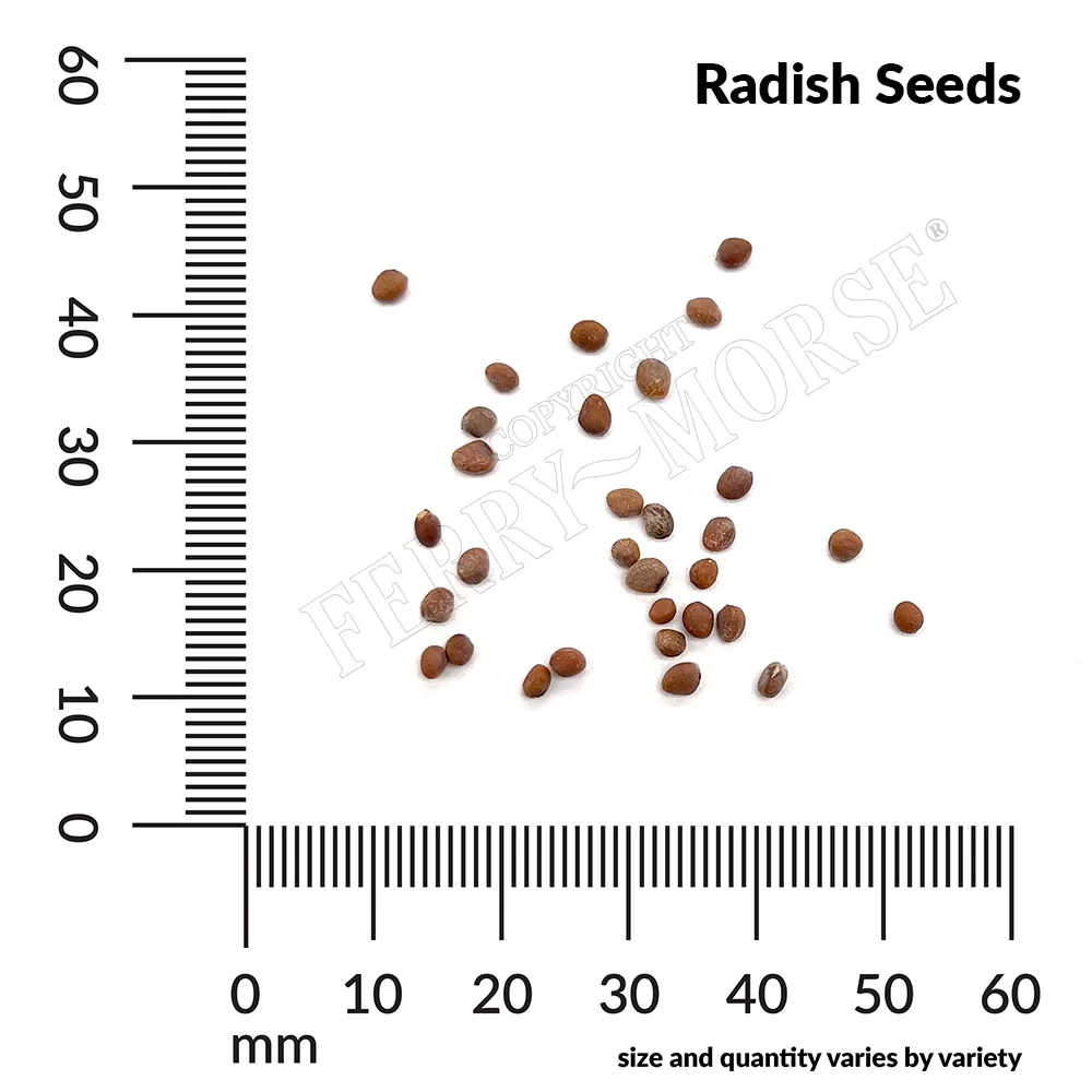 American Seed 1G Radish Black Spanish Plant Seeds Full Sun