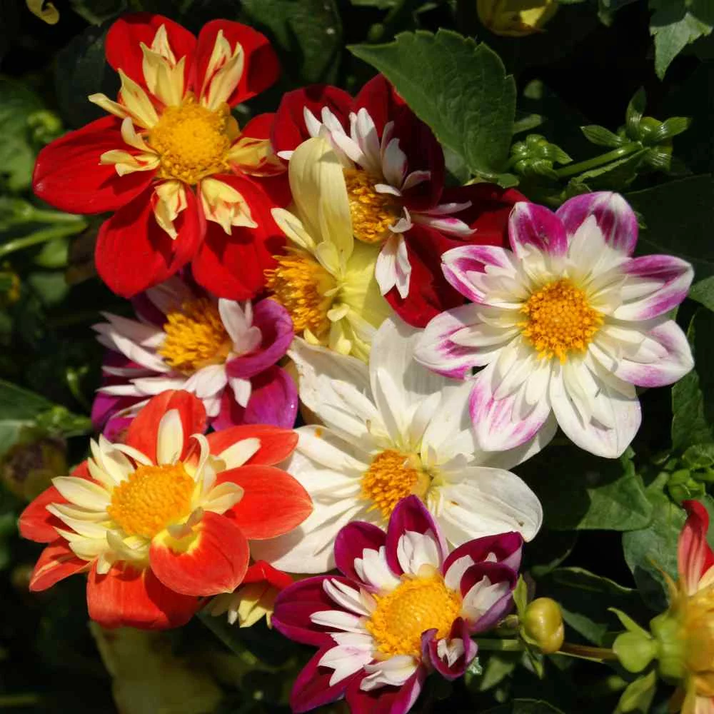 Outsidepride Dahlia Dandy Flower Seed Plant Mix - 1000 Seeds