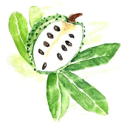 Soursop Tea