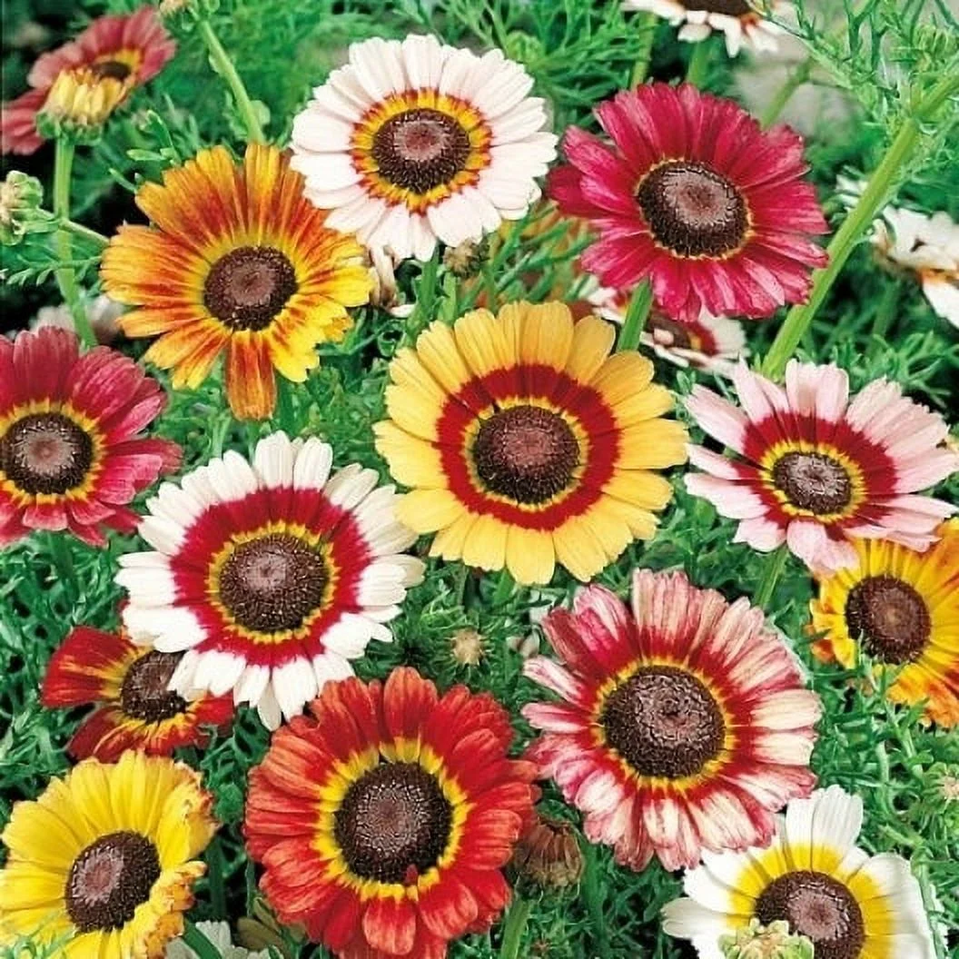 Daisy Seeds - Painted - 1/4 Pound - Yellow/Red/White Flower Seeds,  Heirloom Seed  Attracts Bees, Attracts Butterflies, Attracts Pollinators, Easy to Grow & Maintain, Extended Bloom Time, Fast