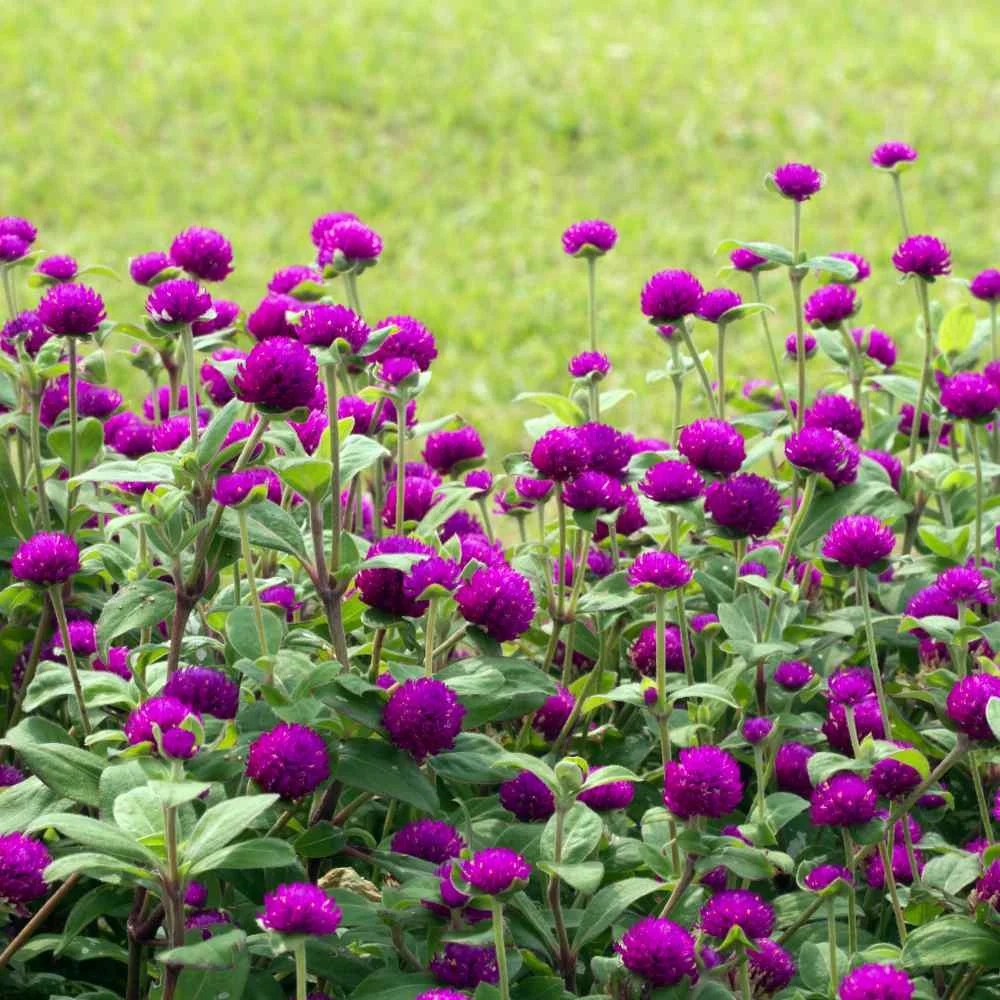 Outsidepride Purple Gomphrena Globosa Plant Flower Seed - 2000 Seeds