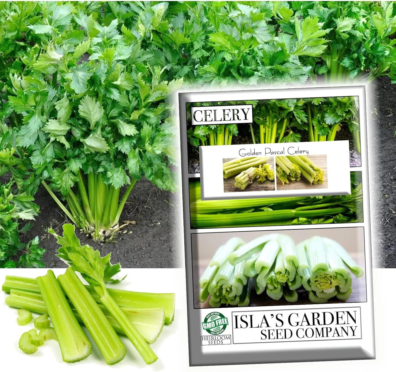 Golden Pascal Celery Seeds for Planting, 1000+ Heirloom Seeds Per Packet, Non GMO Seeds, Botanical Name: Apium graveolens, Great Home Garden Gift