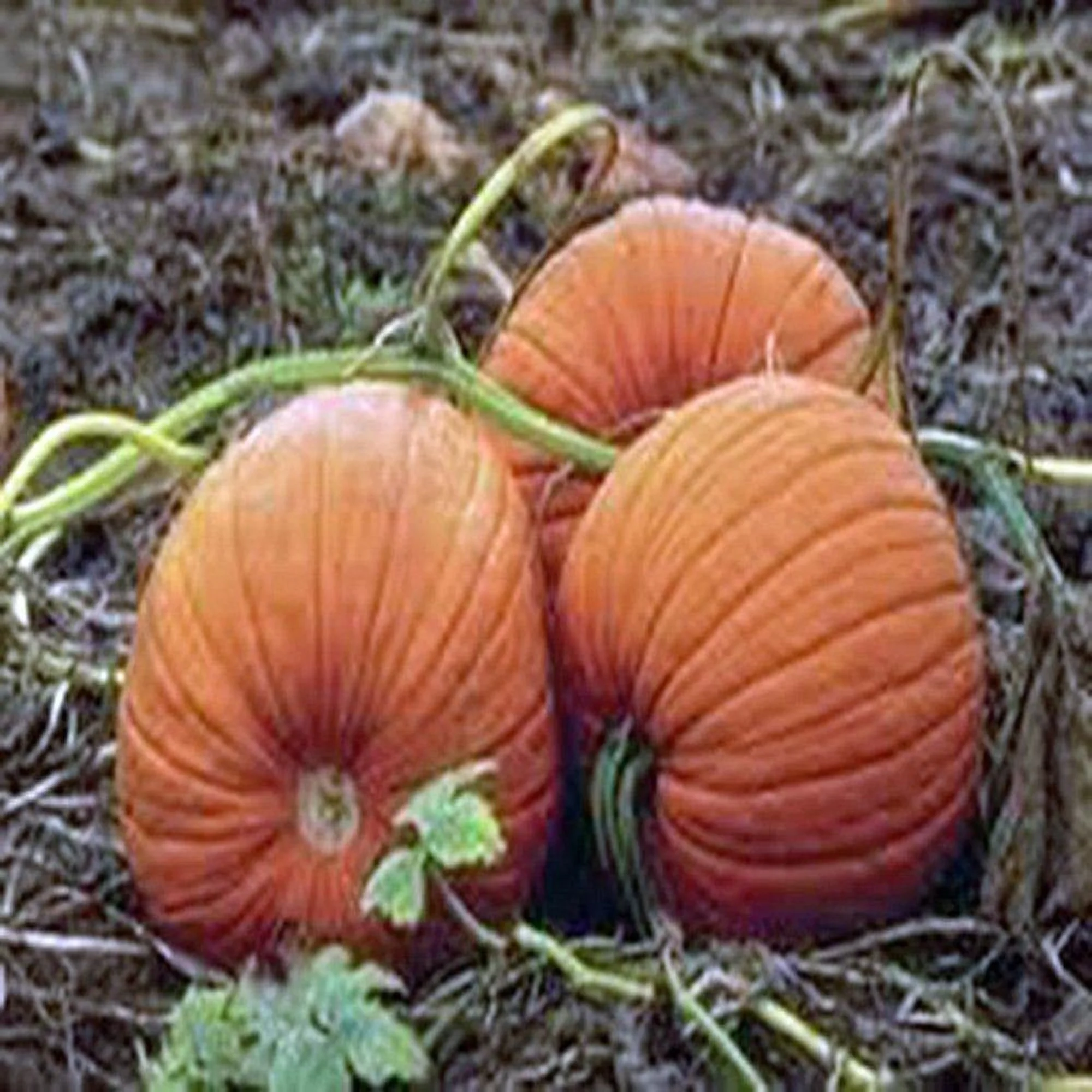 Pumpkin Seed, Mammoth Gold, Heirloom, Non GMO 100+ Seeds, Large Pumpkins