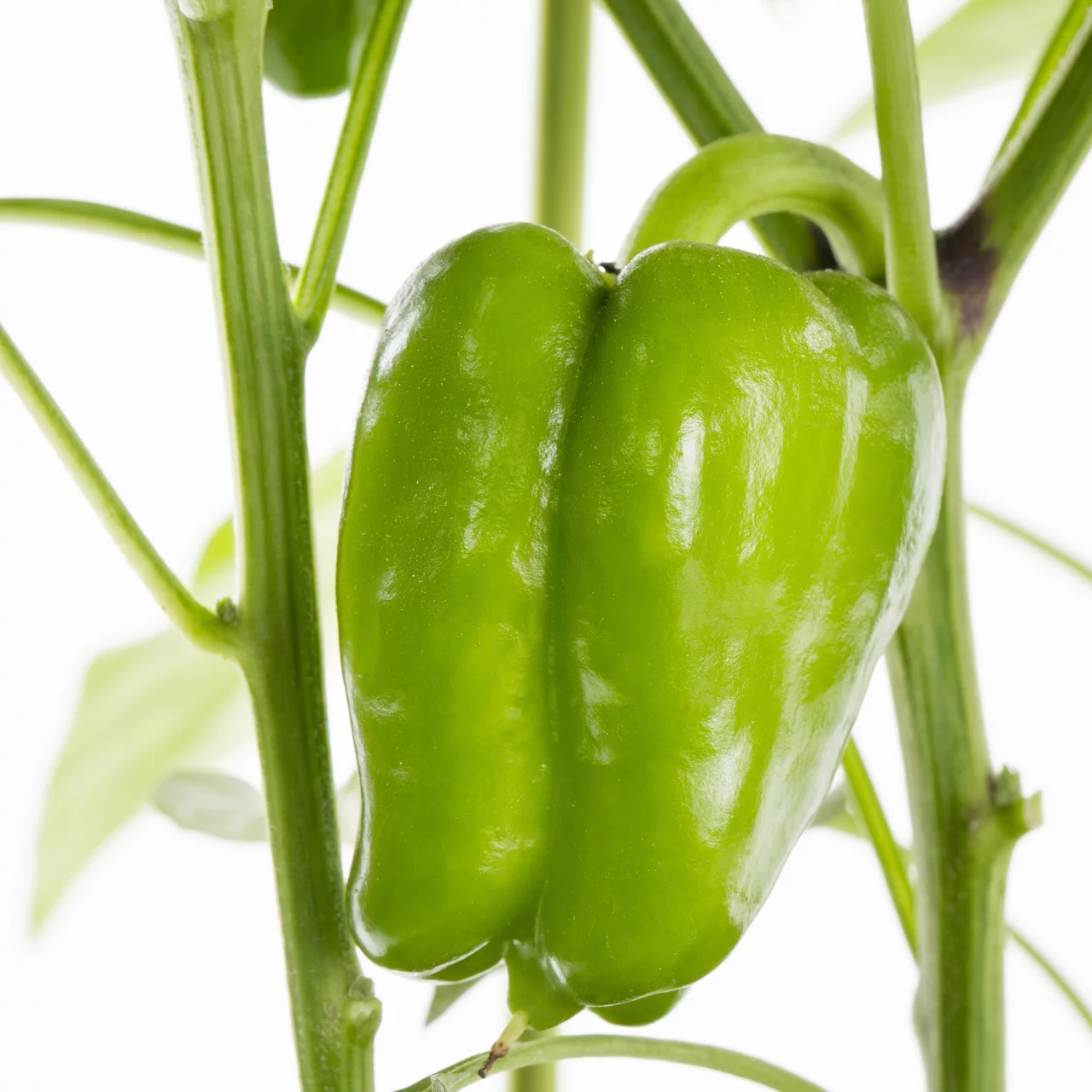 Expert Gardener 1.5 Gal 'Sparkler' Pepper Live Plant Decorative Pot Support Cage Sun