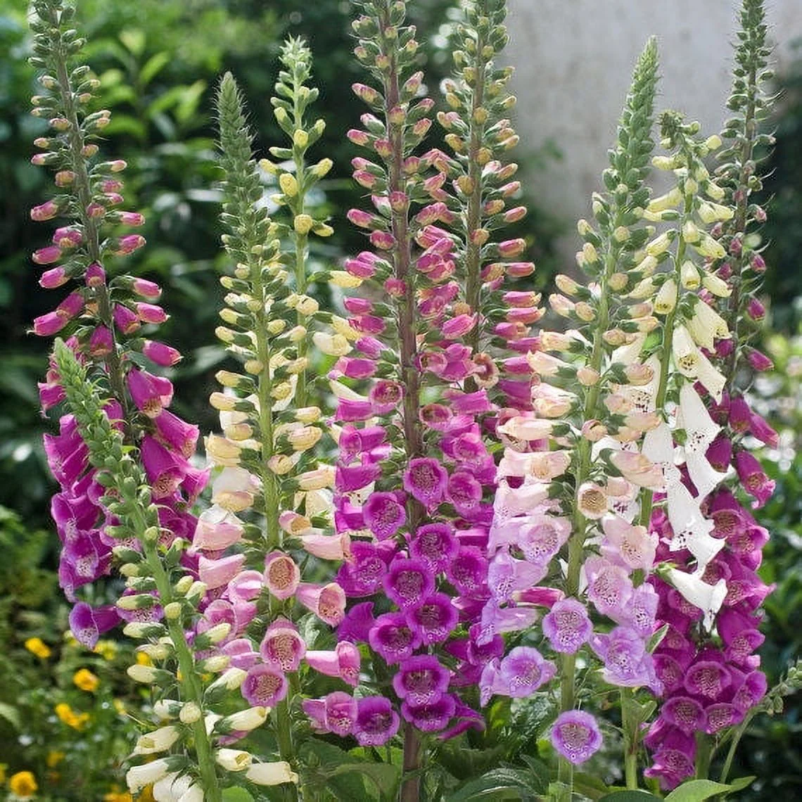 200+ FOXGLOVE EXCELSIOR DIGITALIS PURPUREA PERENNIAL SHADE or SUN FLOWER SEEDS