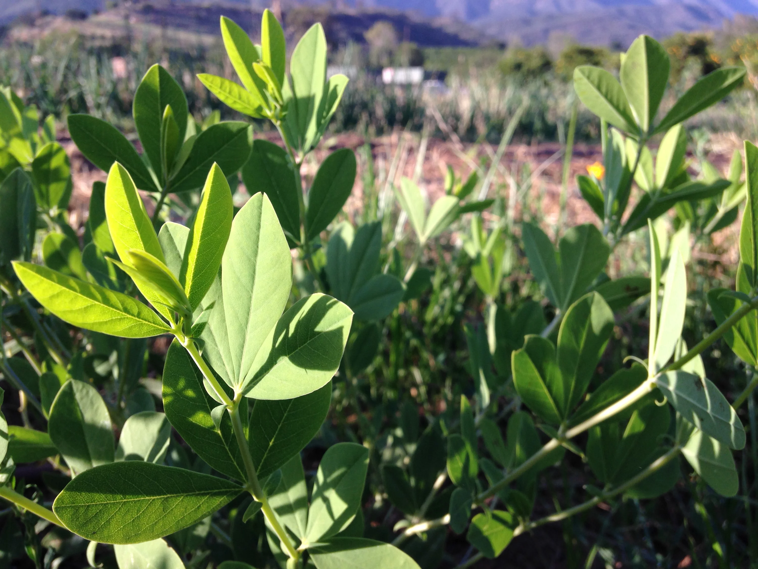 Wild Blue Indigo Seeds