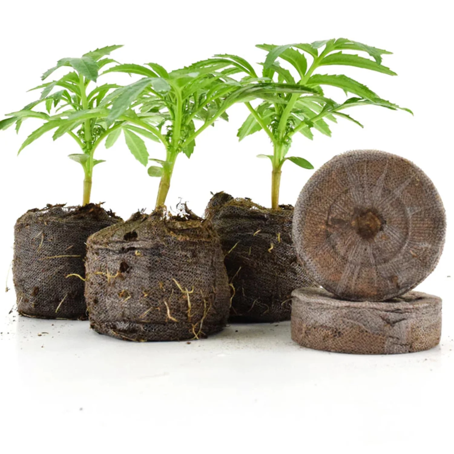 Jiffy Medium Pellets, Peat Pellets for Seed Starting, Add Water to Expand - 50-Count