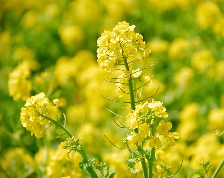 Food to Live, Yellow Mustard Seeds, 5 Pounds