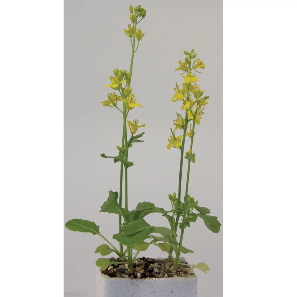 Wisconsin Fast Plants Non-Purple Stem, Hairless Seed (Anthocyaninless, Hairless), Pack Of 50