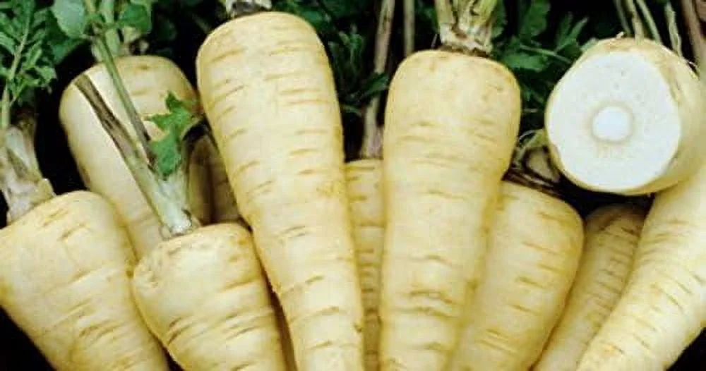 All American Parsnip Seeds, 300 Heirloom Seeds Per Packet, Non GMO Seeds