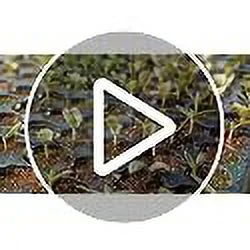 Catalpa Bignonioides Seeds Southern Catalpa Deciduous Tree Distinctive Appearance Large Heart-Shaped Leaves and Showy, Trumpet-Shaped Fragnrat Flowers Attract Bees 50Pcs by YEGAOL Garden