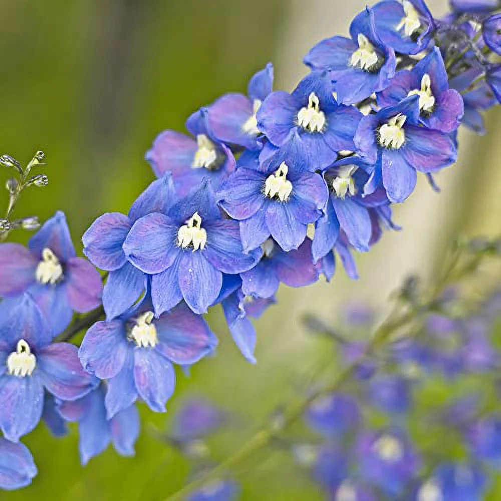 500Pcs Rocket Larkspur Light Blue Seeds Consolida Ajacis Cut Flowers Gift Non-GMO & Heirloom Beautiful Flower to Plant in Your Home Garden by YEGAOL Garden