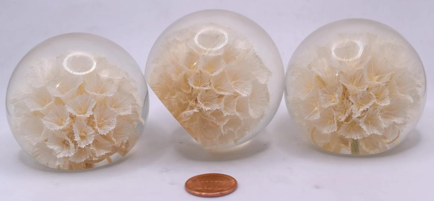 60mm Real White Windmill Fruit Starflower Flower Pincushion Seeds in Clear Lucite Resin Paperweight Ball Scabiosa Stellata Anniversary Wedding Valentine Mother's Day Gift Herbarium Display Collection
