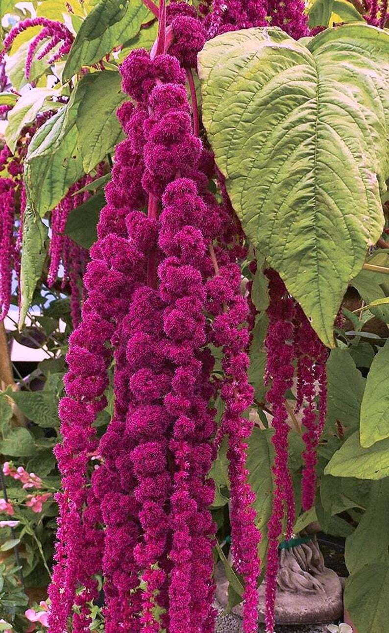 50+ AMARANTHUS MAGENTA DREAD LOCKS / aka PURPLE LOVE LIES BLEEDING FLOWER SEEDS