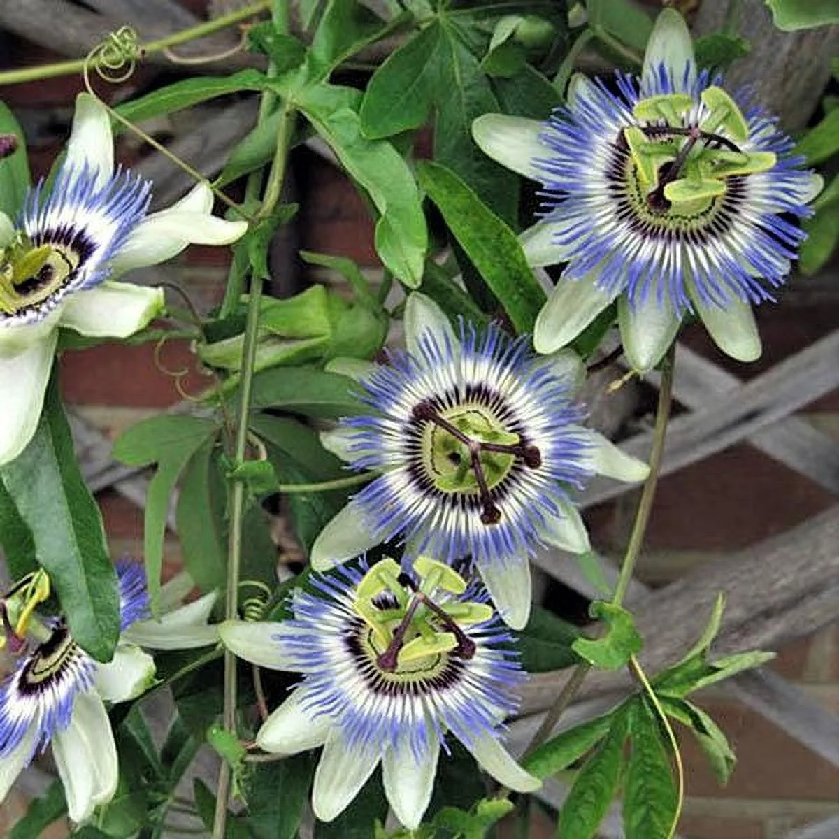 Passiflora Seeds - Packet - Blue/White Flower Seeds,  Heirloom Seed  Attracts Bees, Attracts Butterflies, Attracts Pollinators, Fragrant, Container Garden