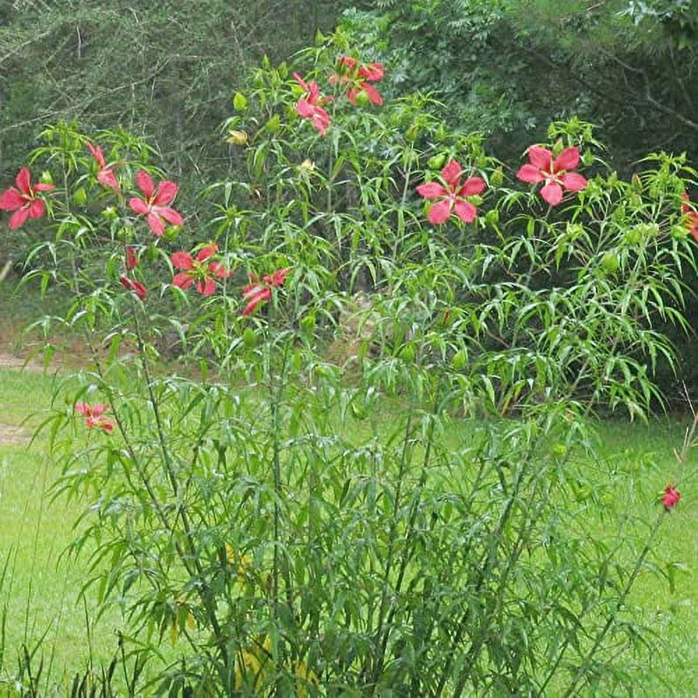 Texas Star Hibiscus Seeds Hibiscus Coccineus Attracts Hummingbirds & Butterflies Hardy Borders of Pond Outdoor Beds 20Pcs Flower Seeds by YEGAOL Garden