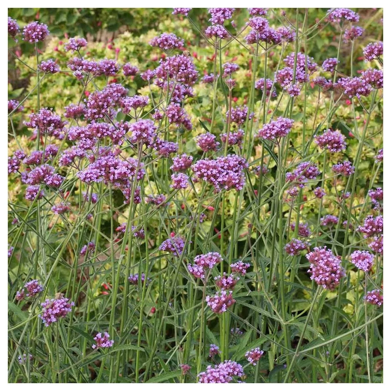 Everwilde Farms - 2000 Purpletop Vervain Garden Flower Seeds - Gold Vault Jumbo Bulk Seed Packet