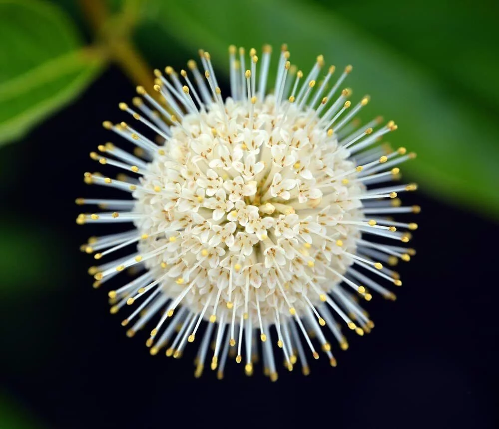 100 Buttonbush Seeds for Planting Cephalanthus occidentalis