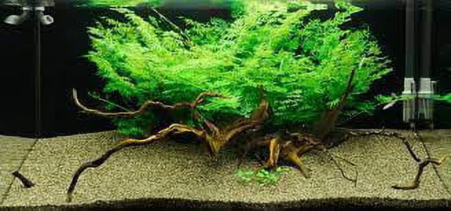 Water Sprite (Indian Fern) Large Live Aquarium Plants