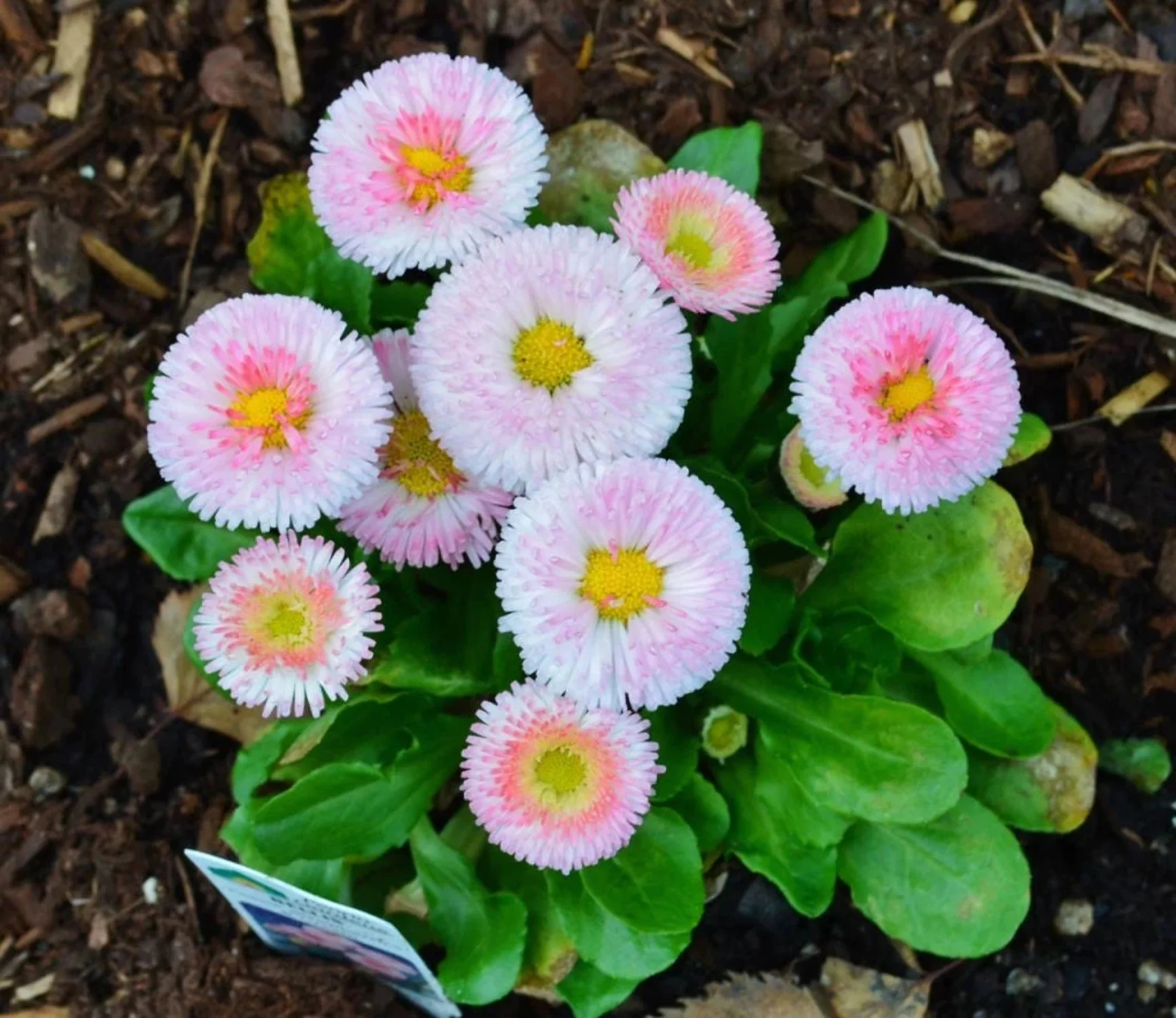 100 Strawberries & Cream ENGLISH DAISY Bellis Perennis Flower Seeds