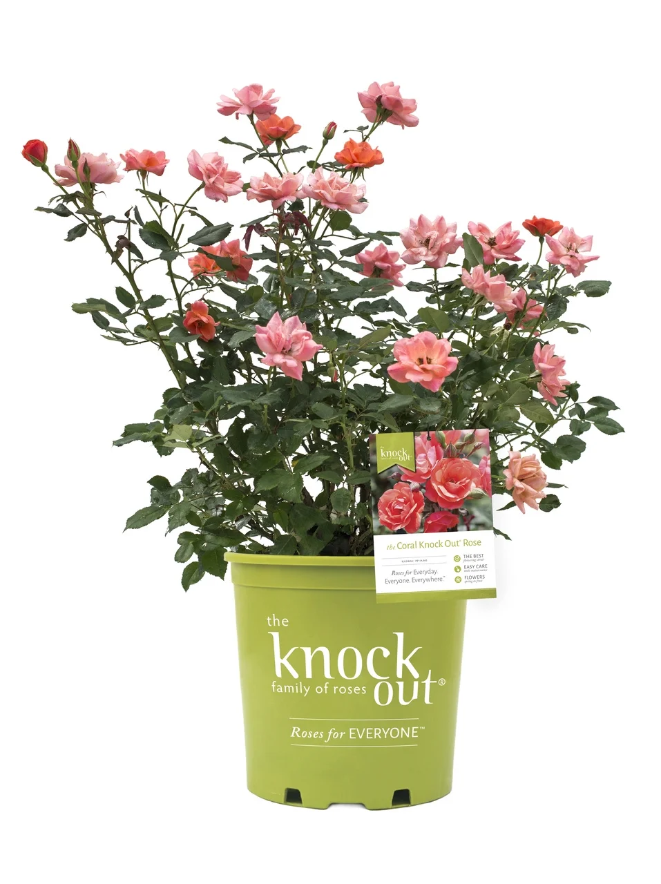 Knockout 2Gal Coral Rose Live Shrub Grower Pot Sun