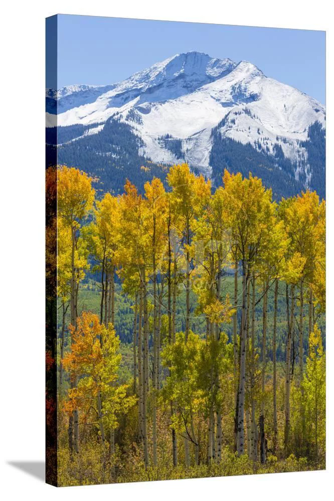 USA, Colorado Fall Aspens and Mountain, Botanical Scenic Seasons Stretched Canvas Wall Art by Jaynes Gallery Sold by Art.Com