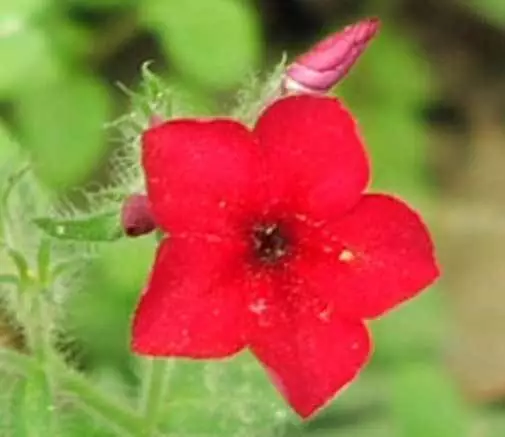Phlox drummondii | Annual | Drummonds | 50_Seeds