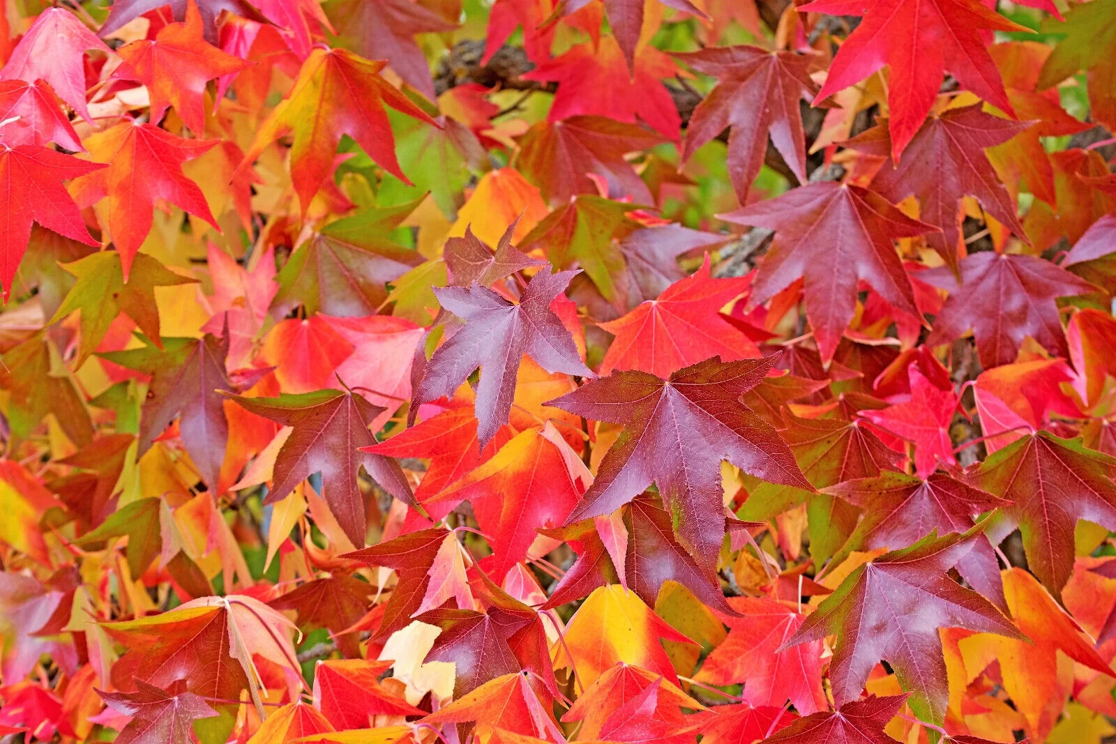 50 AMERICAN SWEETGUM Liquidambar Styraciflua Storax Sweet Gum Tree Seeds