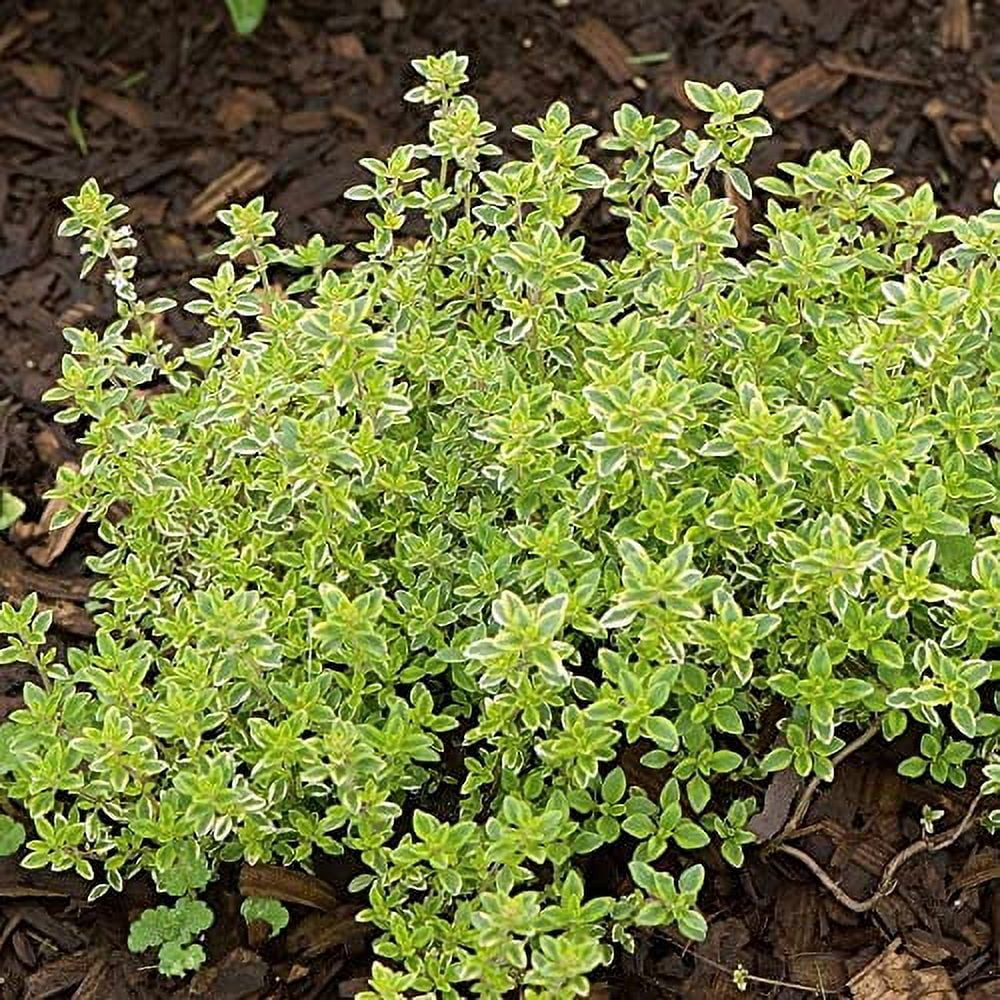 CHUXAY GARDEN Thymus Citriodorus-Lemon Thyme,Citrus Thyme 1000 Seeds Condiment Herb Plant