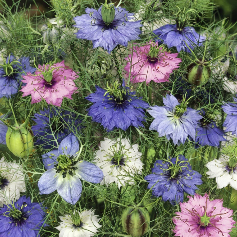 Nigella Seeds - Love-In-A-Mist Flower Seed Mix - 1 LB