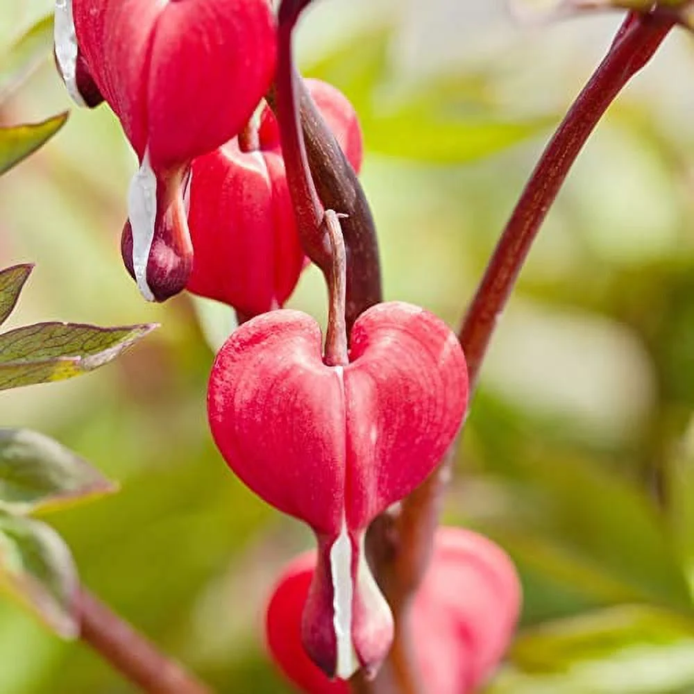 Red Bleeding Heart Seeds Perennial Cut Flowers Containers Low Maintenance Deer Resistant Attracts Pollinators Border Bed Patio Outdoor 25Pcs Flower Seeds by YEGAOL Garden