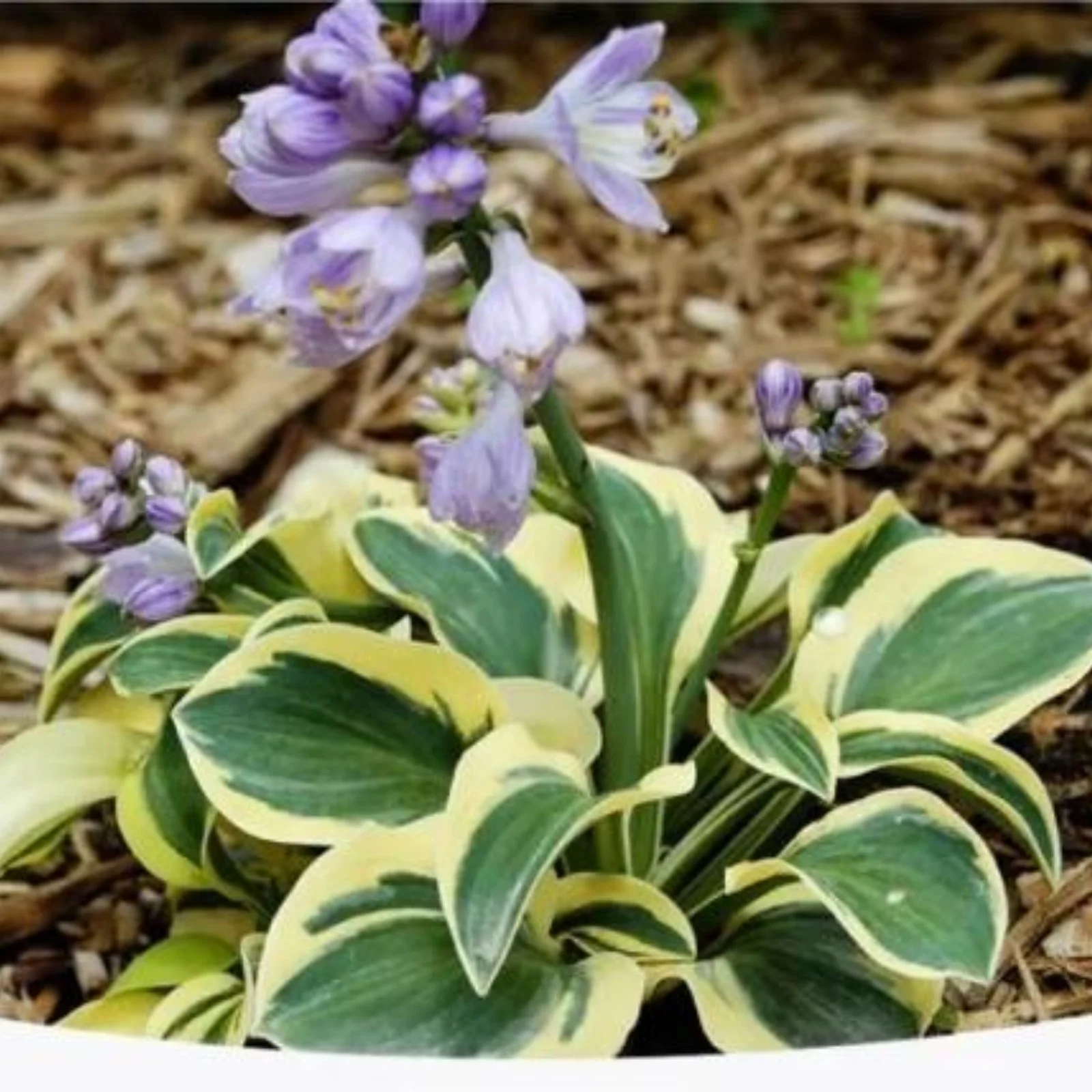 Hosta Bulbs For Planting,Hosta Plants Bulbs Perennial,Hosta Plants Outdoor,Hosta Bulbs In Pots,Beautify Environment,Hosta Plants For Sale.