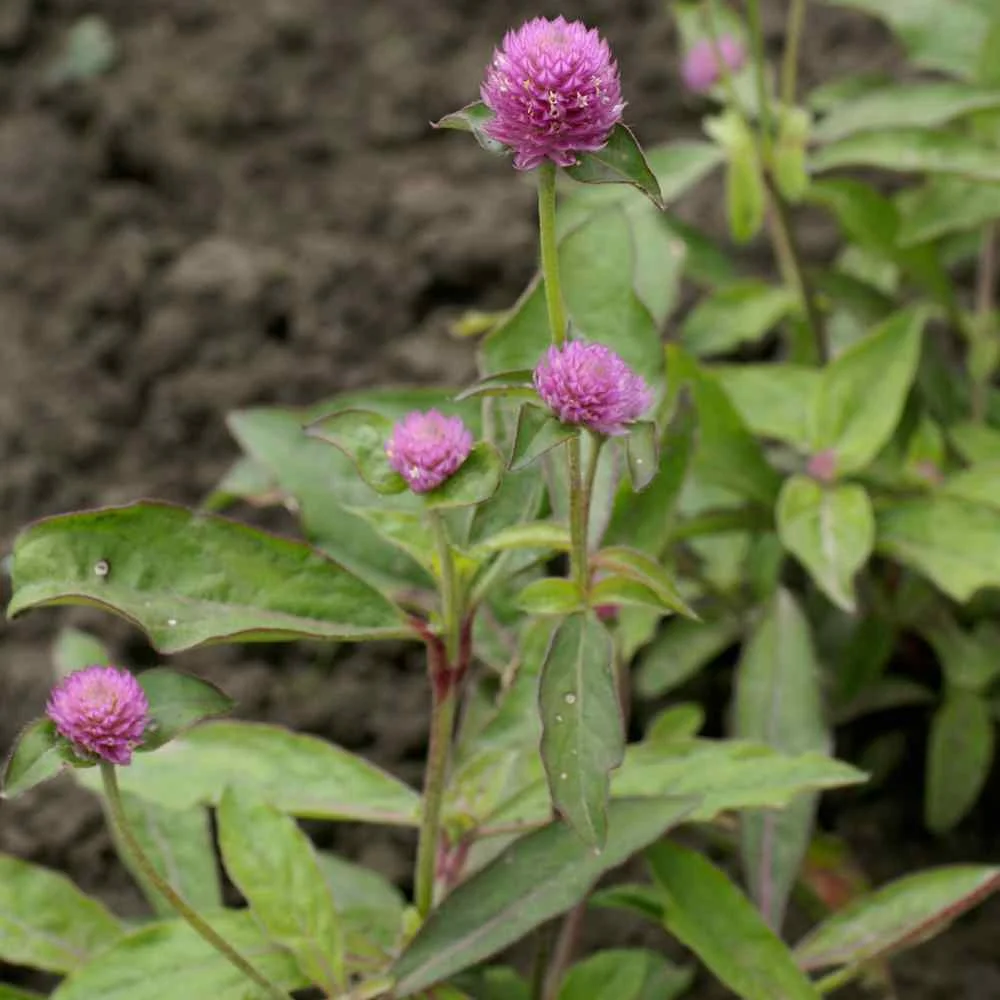 Outsidepride Gomphrena Salmon - 2000 Seeds