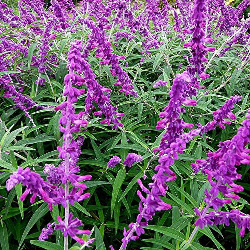 Salvia Leucantha Seeds Mexican Bush Sage Perennial Shrub Cut Flower Fragrant Deer Resistant Drought Tolerant Attracts Pollinators Patio Borders Outdoor 20Pcs Flower Seeds by YEGAOL Garden