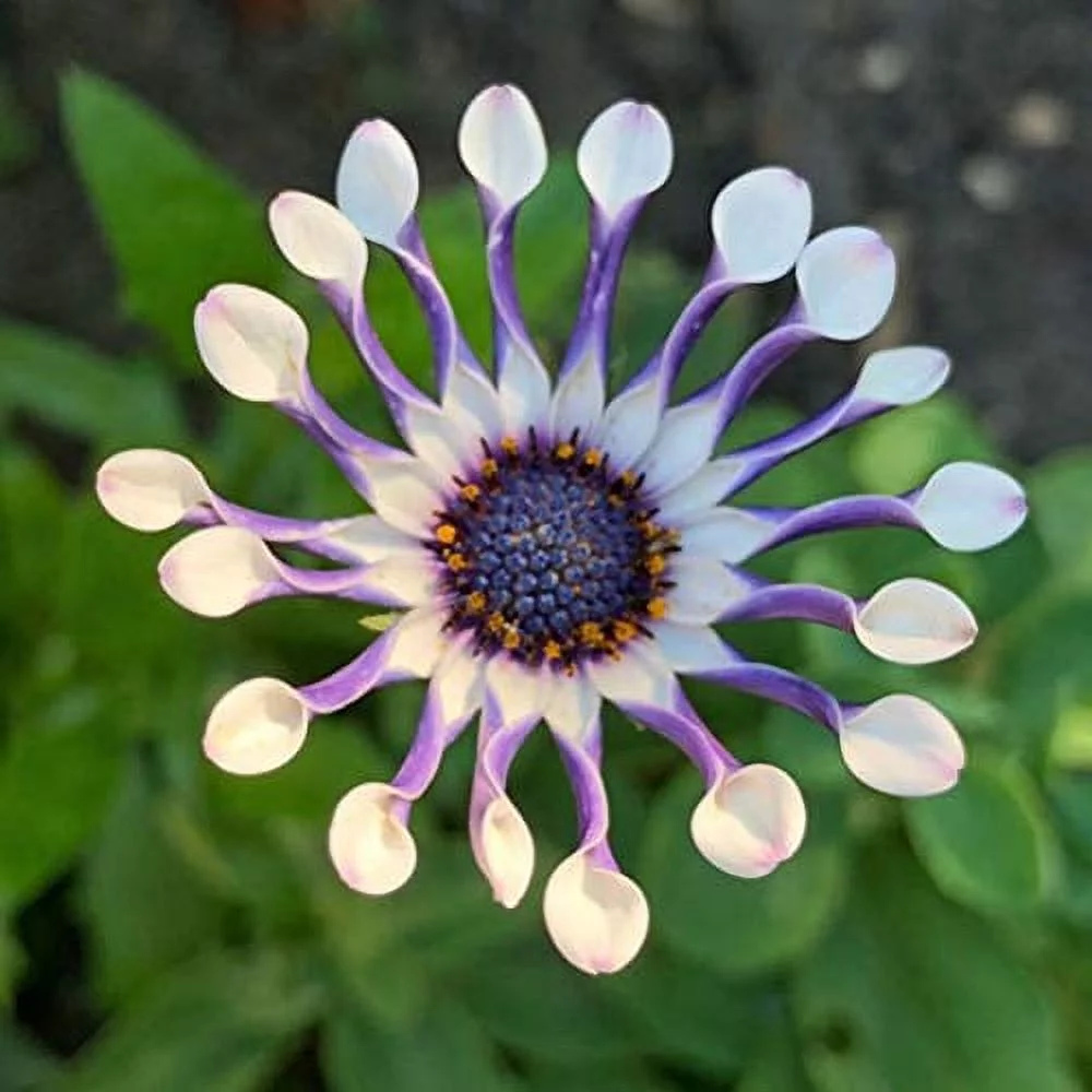Daisy Garden 100 Pcs Seeds Rare Purple Daisy Plants Flower Garden Plant