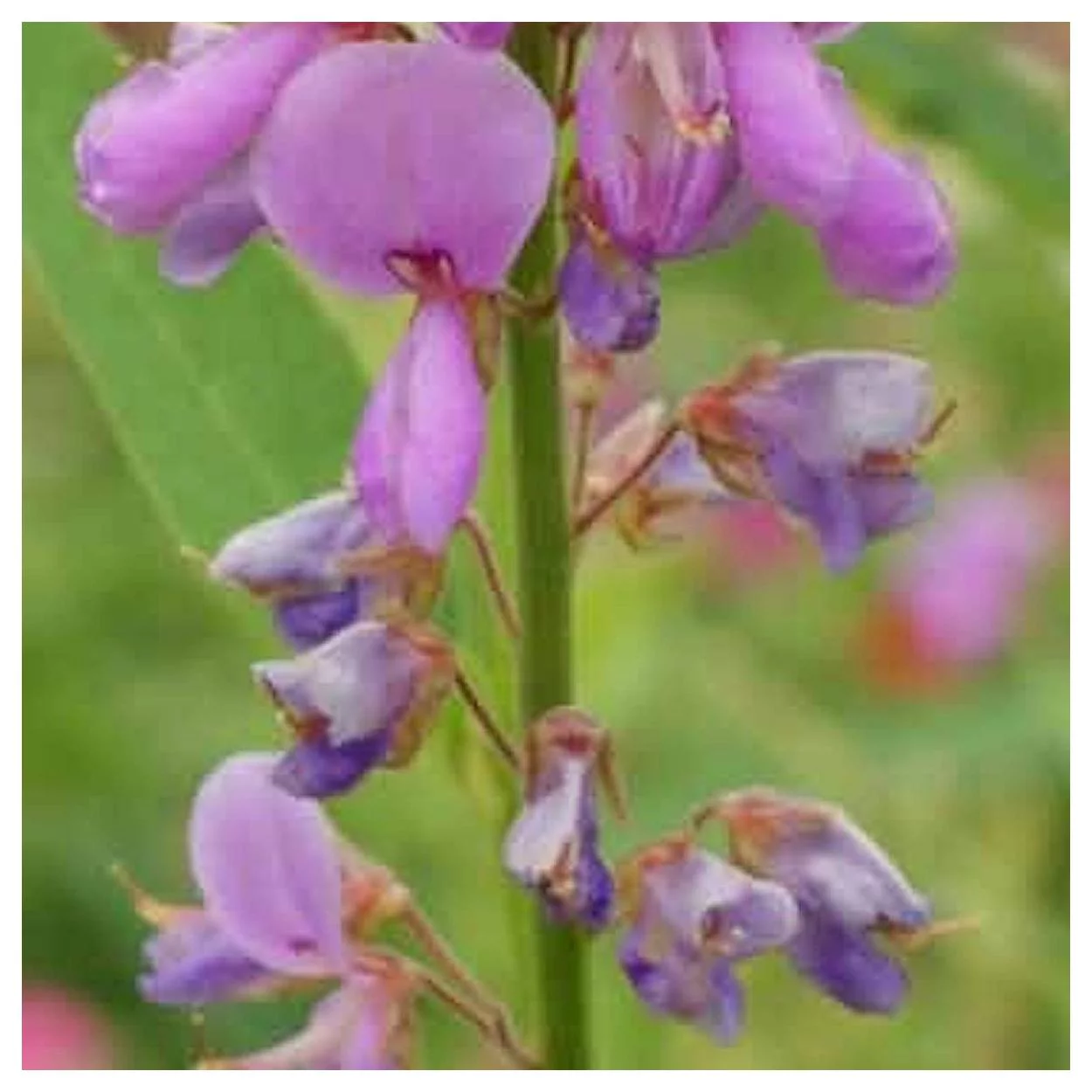 Everwilde Farms - 100 Illinois Tick Trefoil Native Wildflower Seeds - Gold Vault Jumbo Bulk Seed Packet